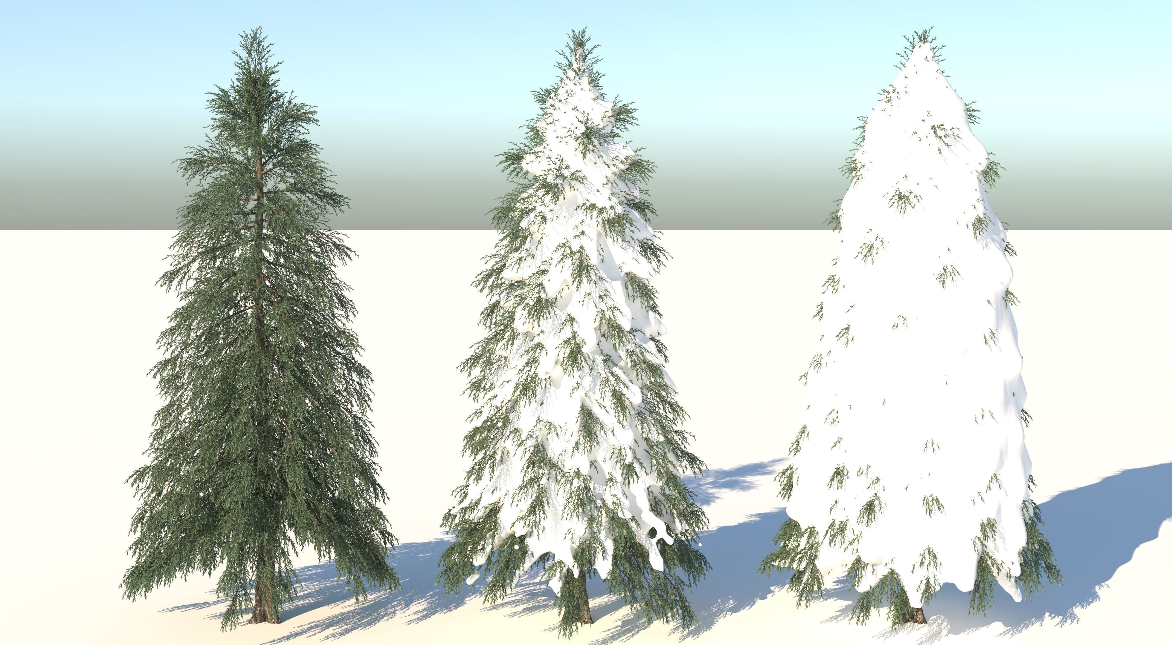 Fraseri tree Collection 3D model_1