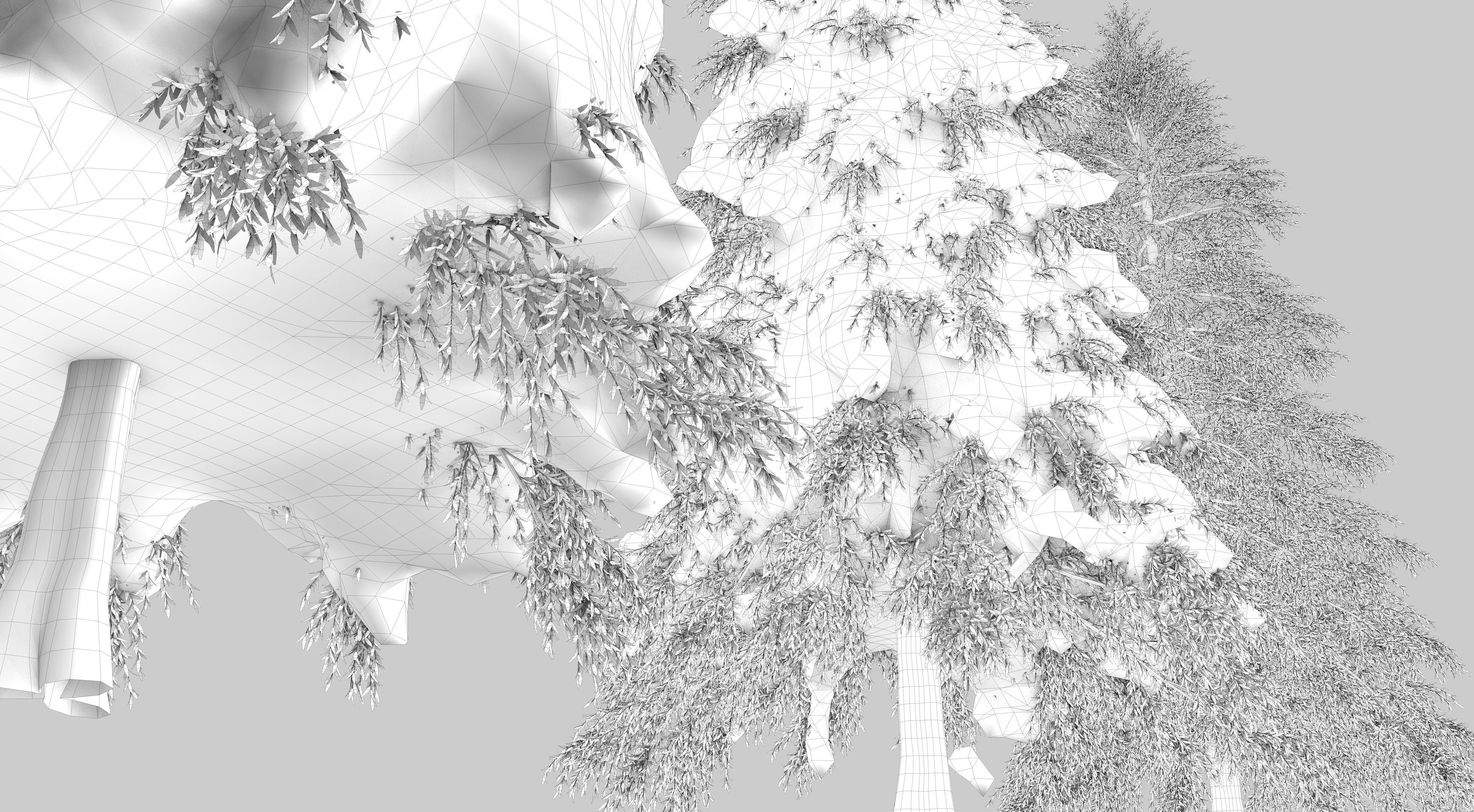 Fraseri tree Collection 3D model_12