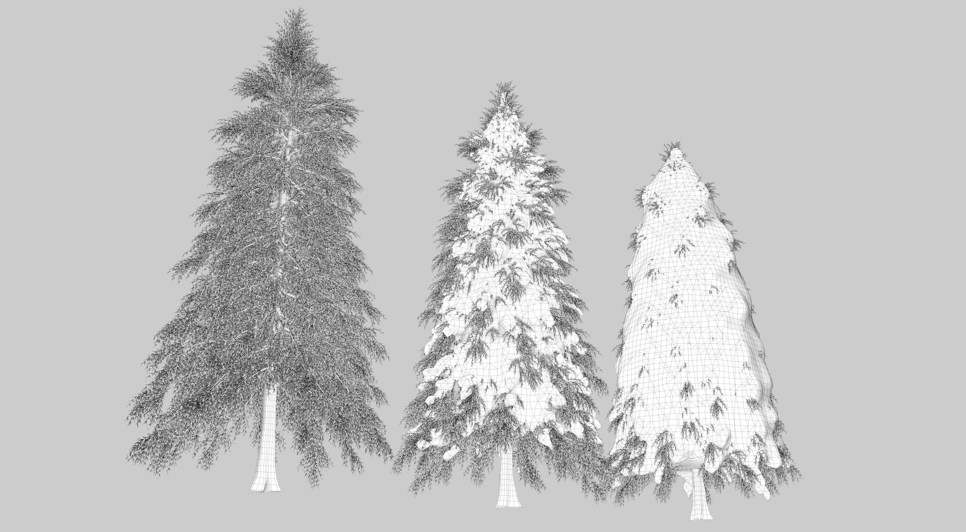 Fraseri tree Collection 3D model_11