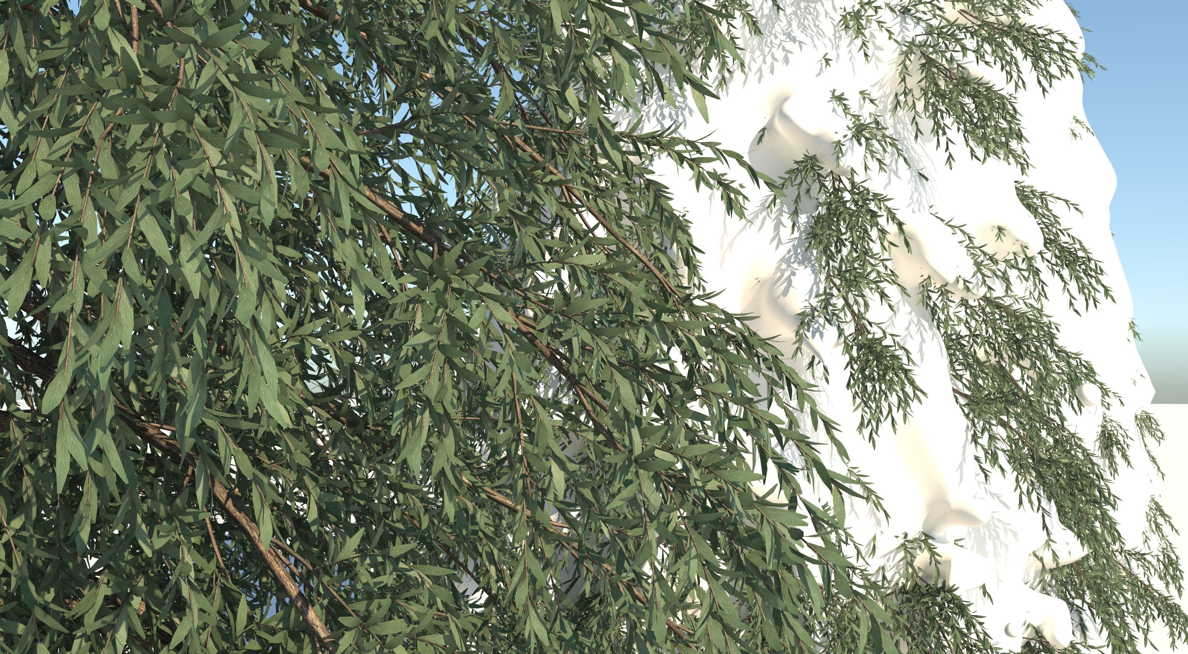 Fraseri tree Collection 3D model_6
