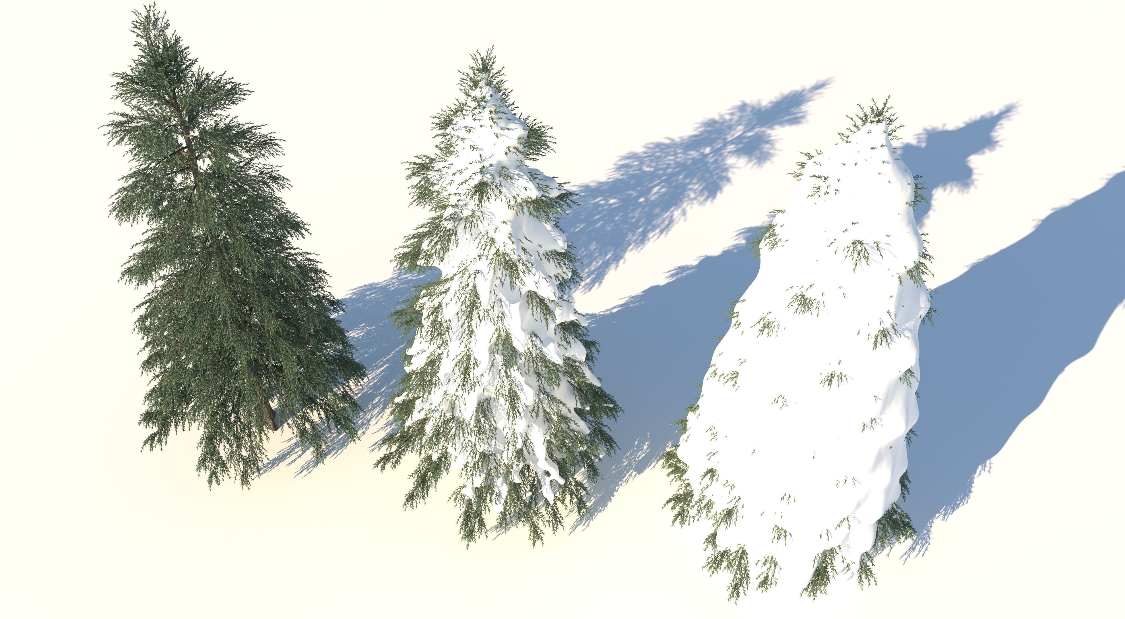 Fraseri tree Collection 3D model_3