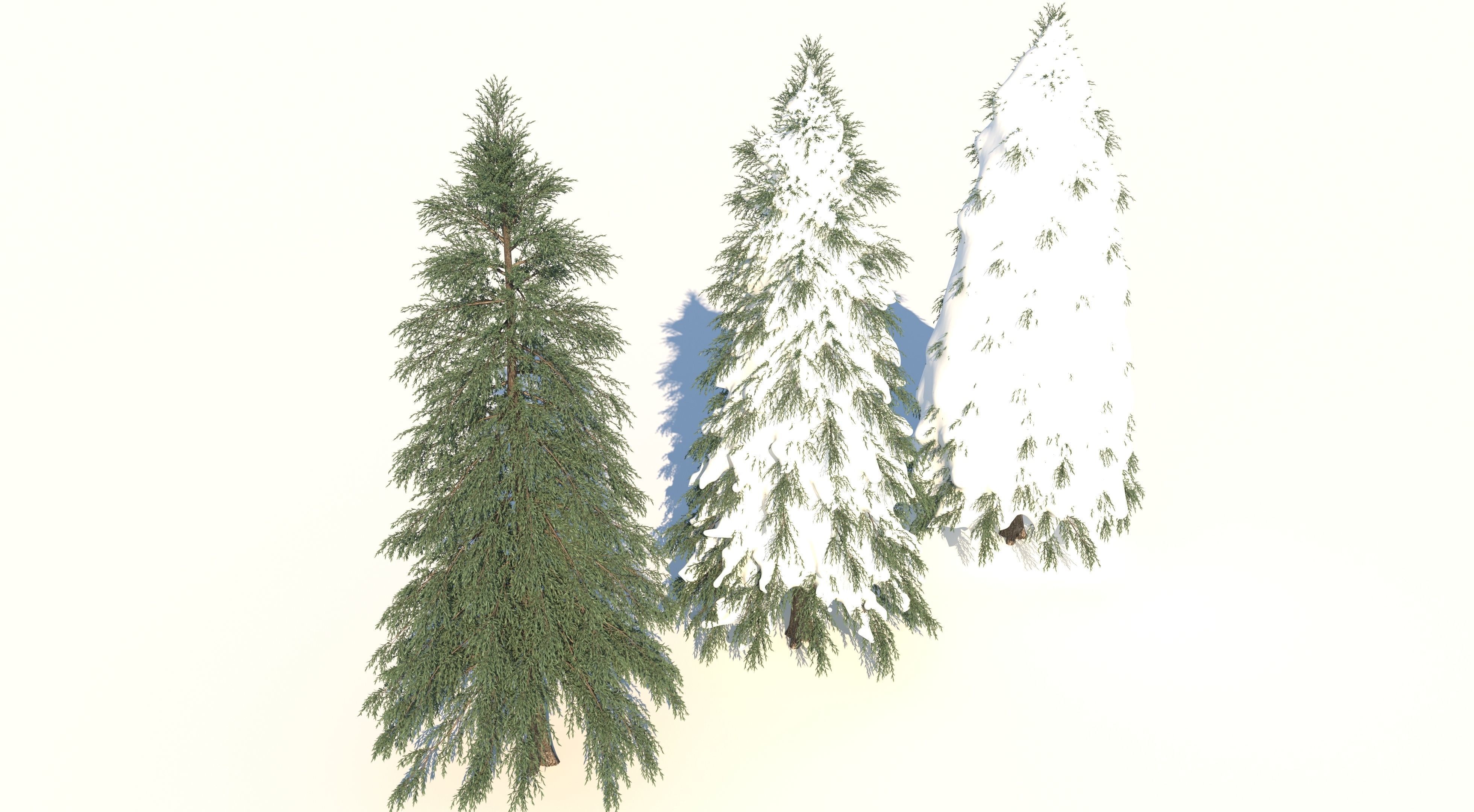 Fraseri tree Collection 3D model_4
