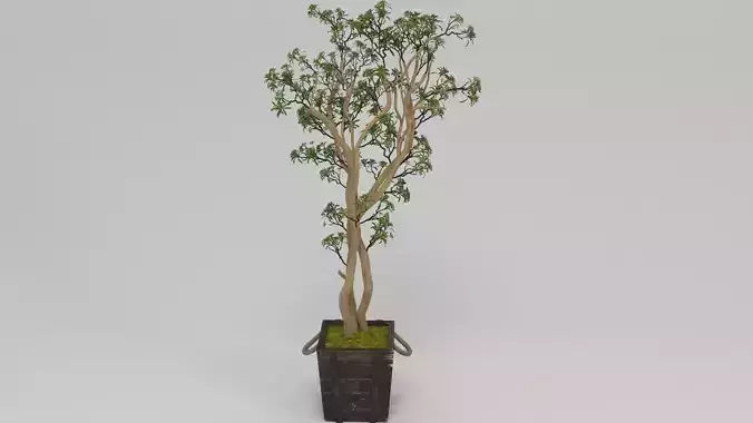 Green Budding Sedum Tree In Wood Planter Black