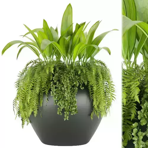 Collection plant vol 46 3D model