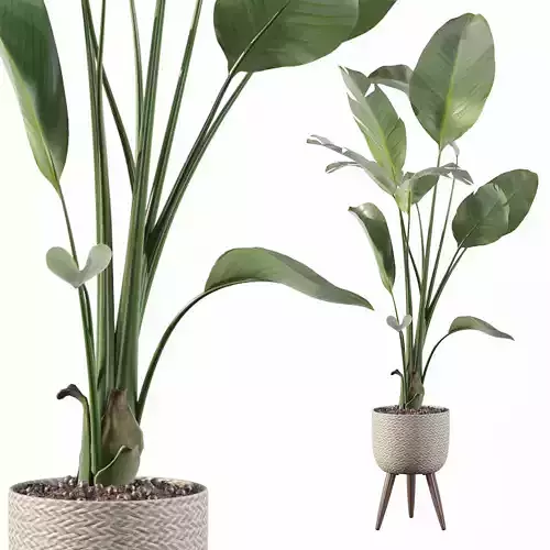 Strelitzia nicolai in pot 3D model