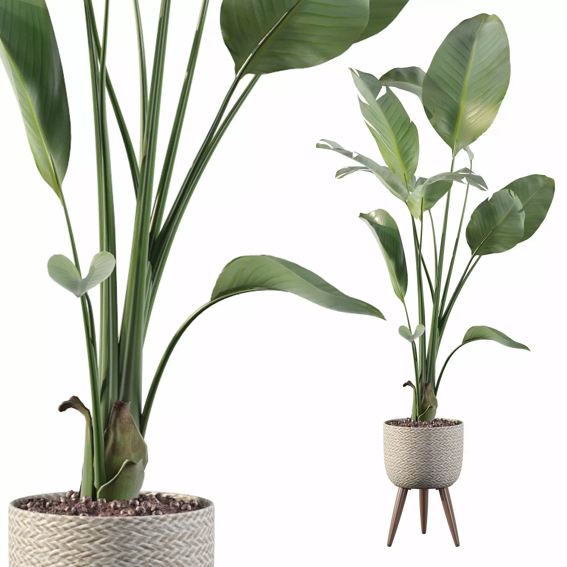 Strelitzia nicolai in pot 3D model