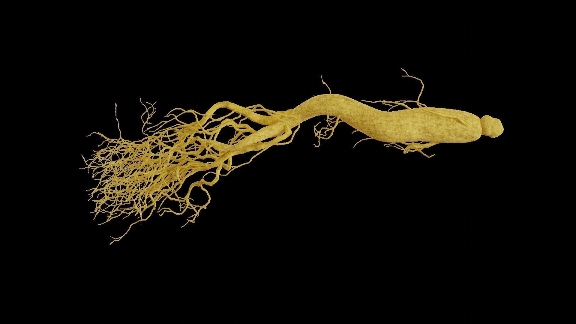 Ginseng root 3D model_2