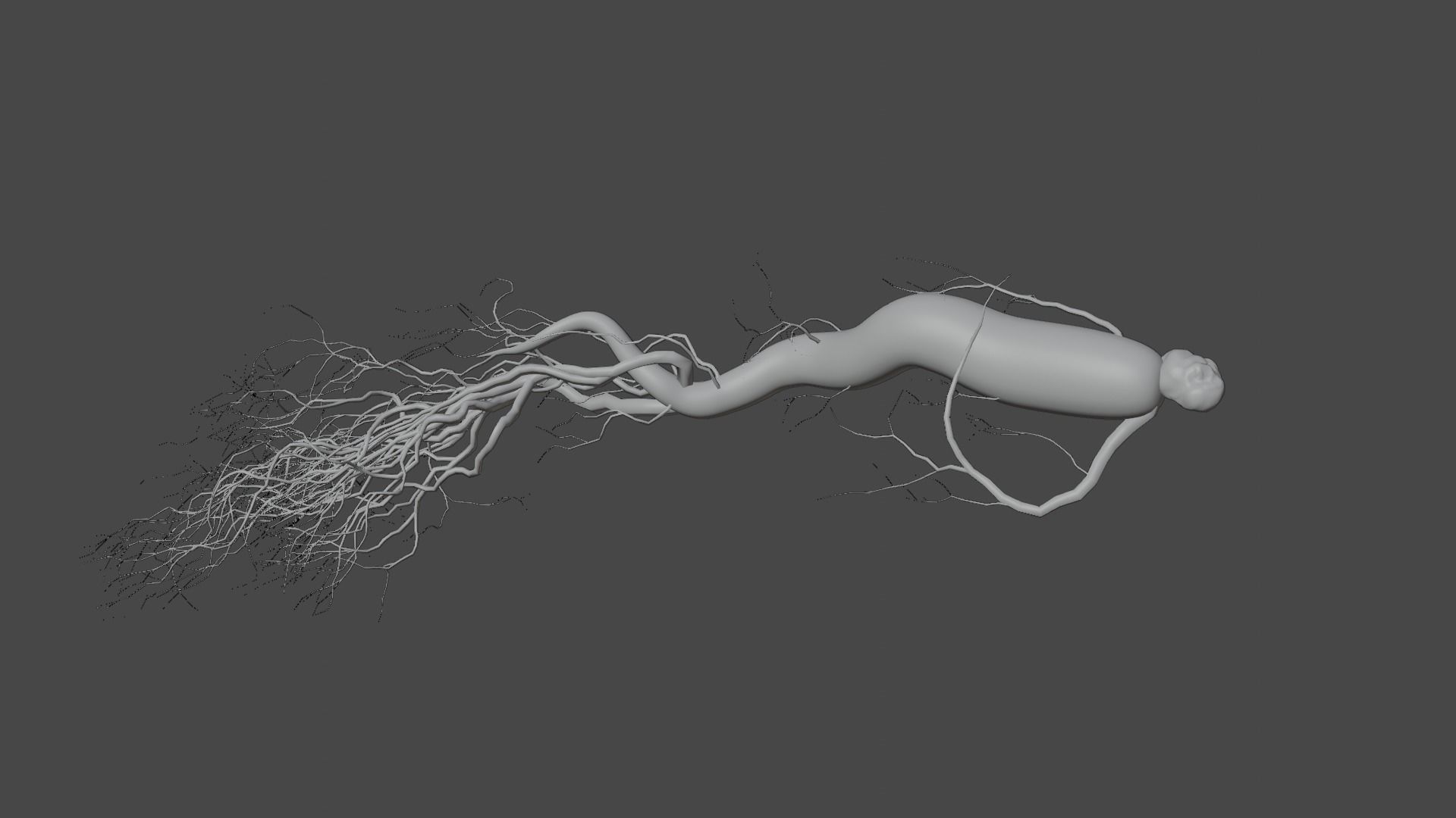 Ginseng root 3D model_7