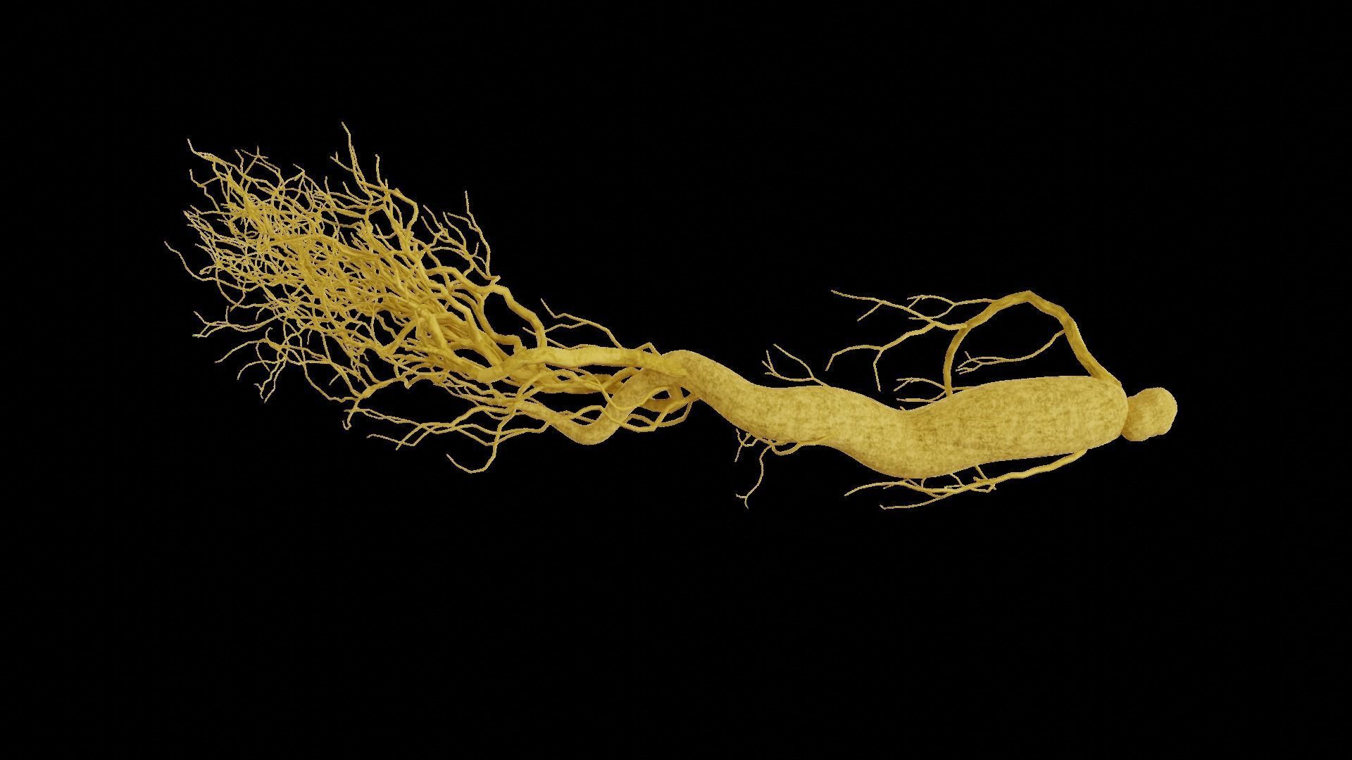 Ginseng root 3D model_4