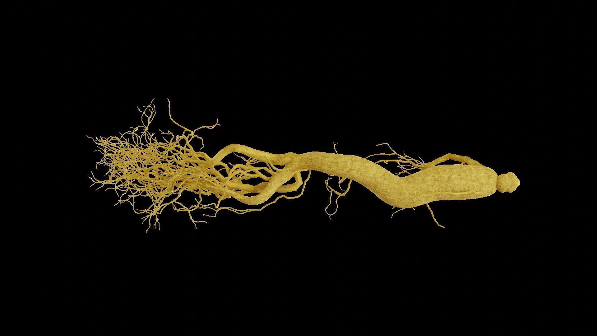 Ginseng root 3D model_3