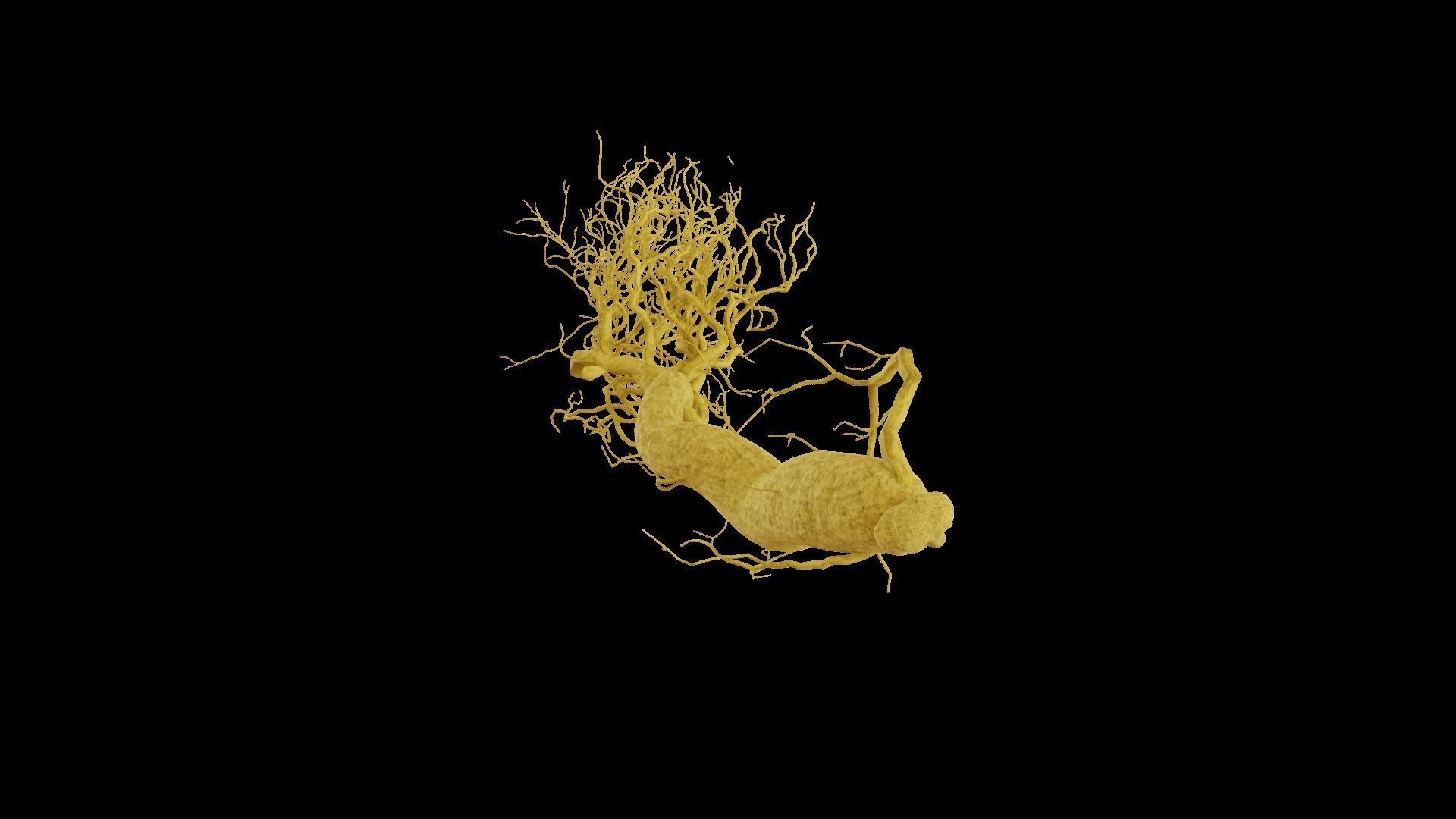 Ginseng root 3D model_6