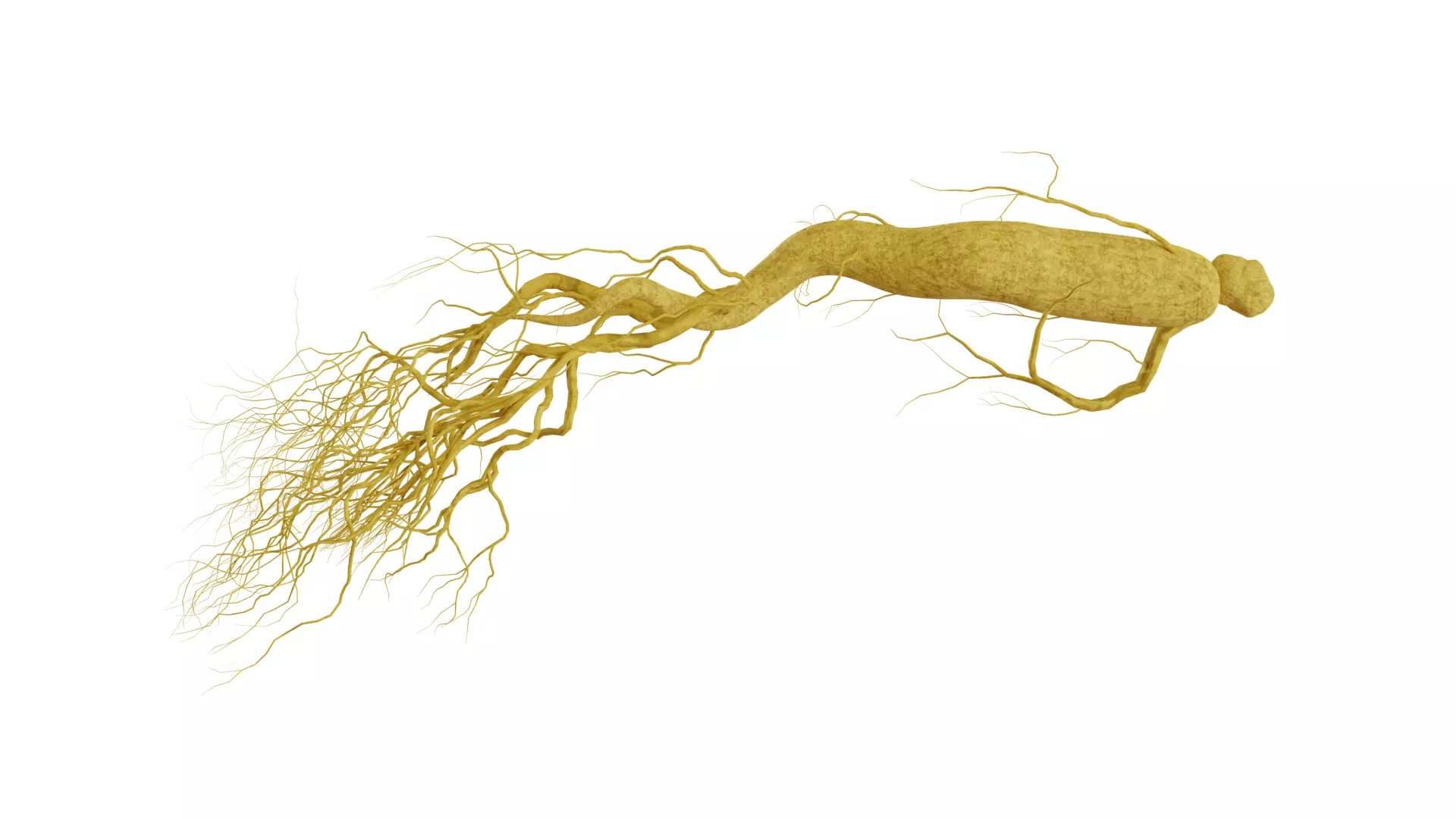 Ginseng root 3D model_0