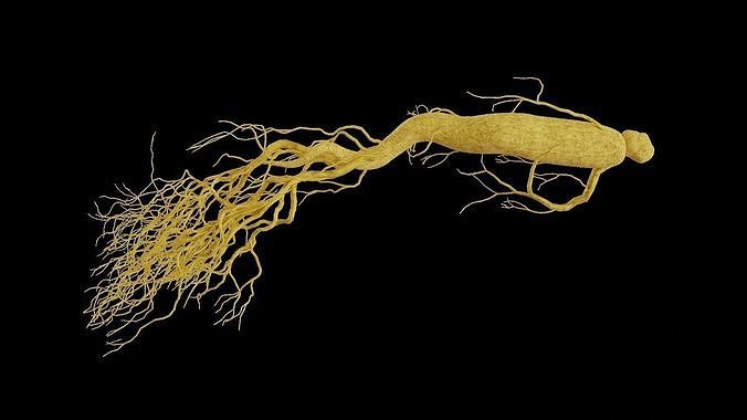 Ginseng root 3D model