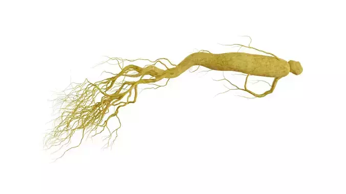 Ginseng root