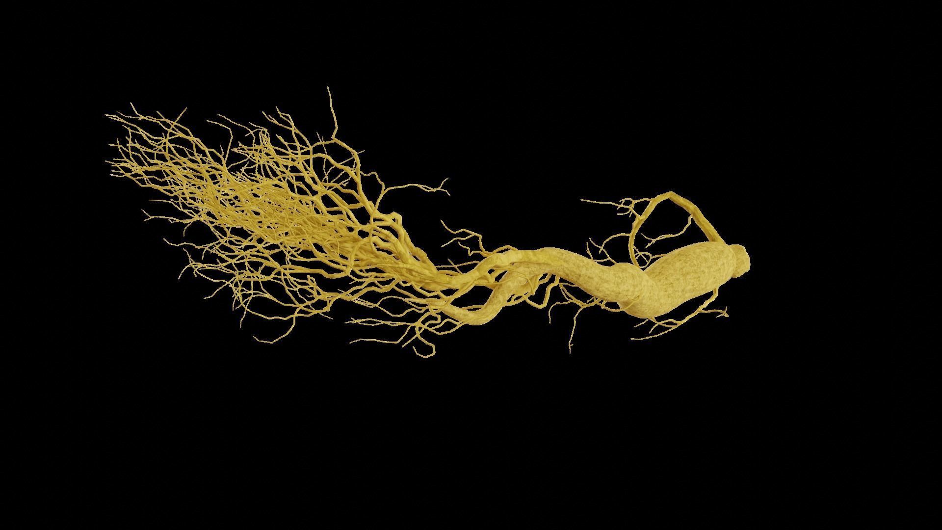 Ginseng root 3D model_5