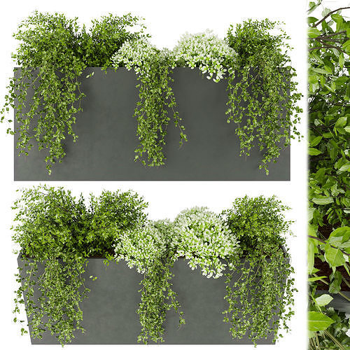 Collection plant vol 48 3D model