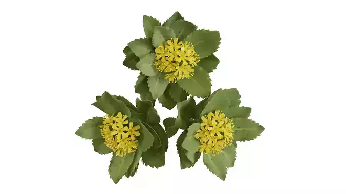 Rhodiola rosea