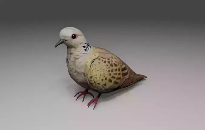 Dove - Bird - Pomba 3D model