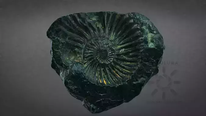 Black Ammonite Fossil 3D Scan