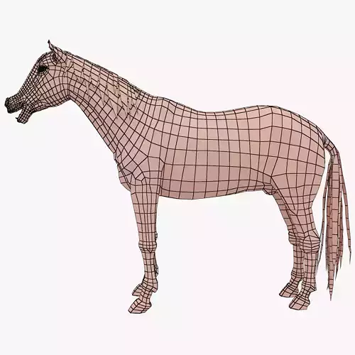 horse base mesh