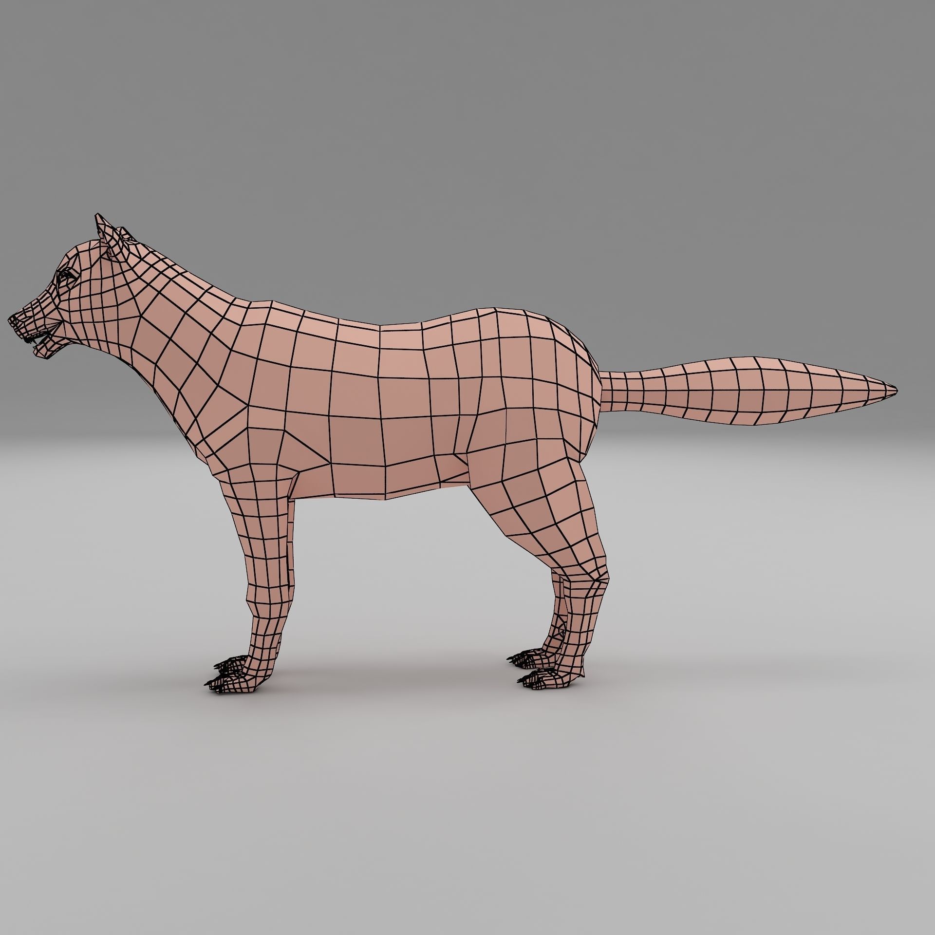 wolf base mesh Low-poly 3D model_2
