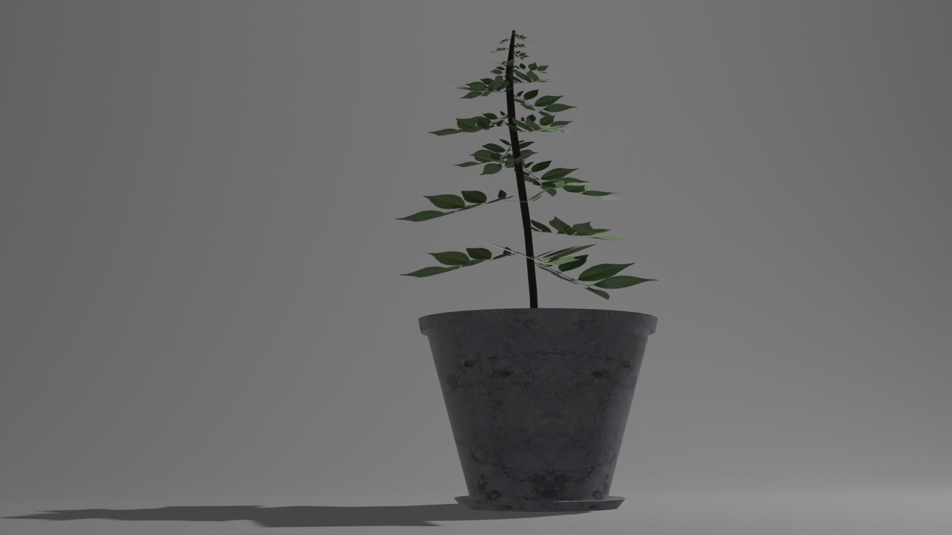 Pot And Plant Free low-poly 3D model_5