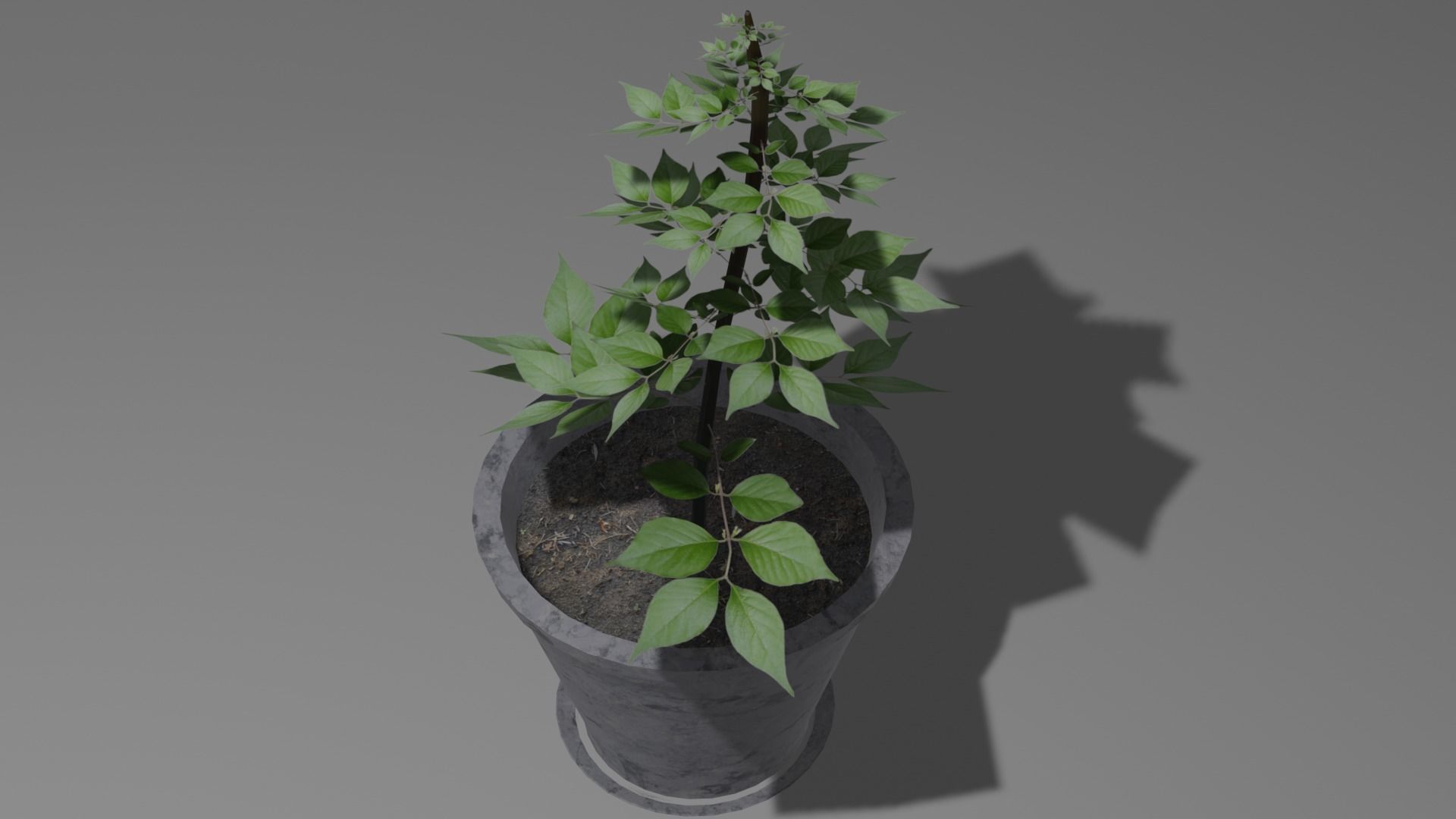 Pot And Plant Free low-poly 3D model_4