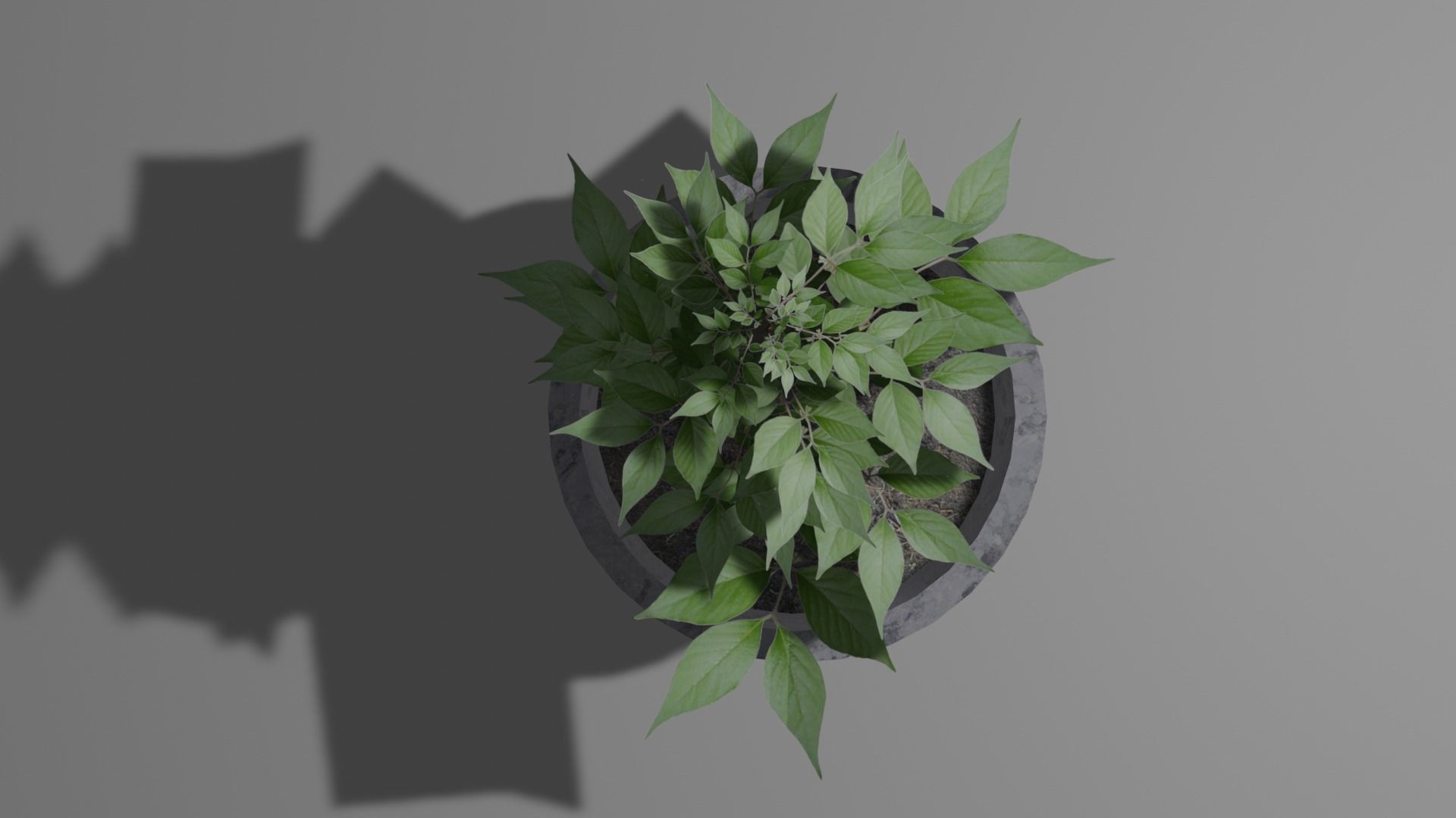 Pot And Plant Free low-poly 3D model_6