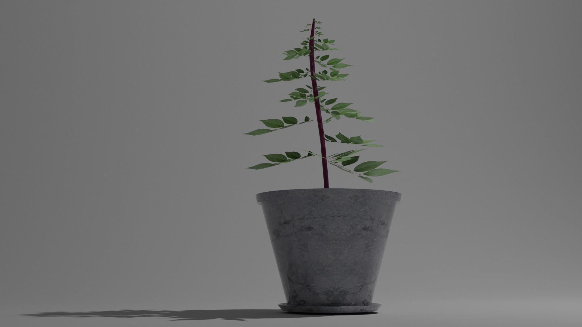 Pot And Plant Free low-poly 3D model_1