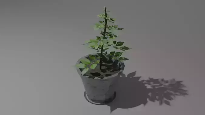Pot And Plant
