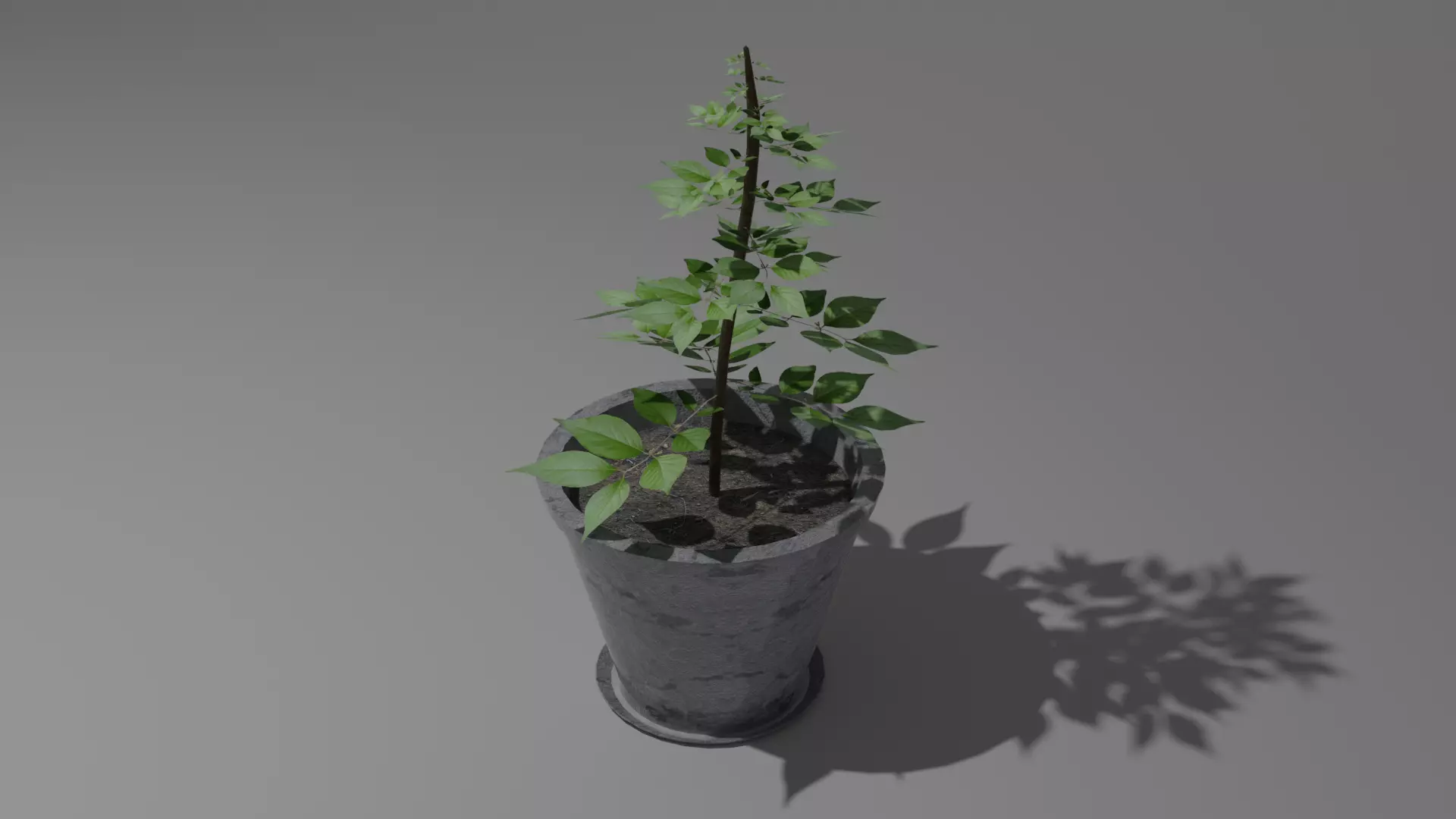 Pot And Plant Free low-poly 3D model_0