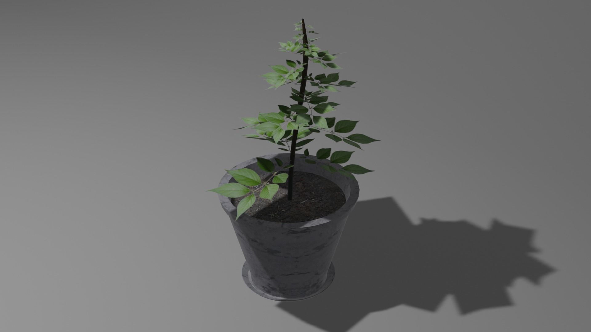 Pot And Plant Free low-poly 3D model_3