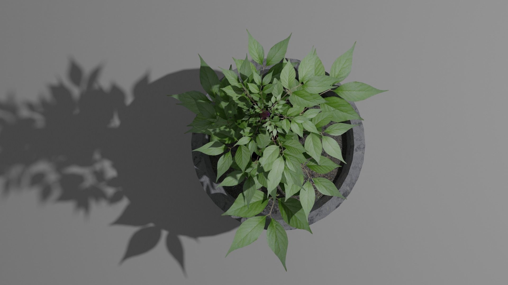 Pot And Plant Free low-poly 3D model_2