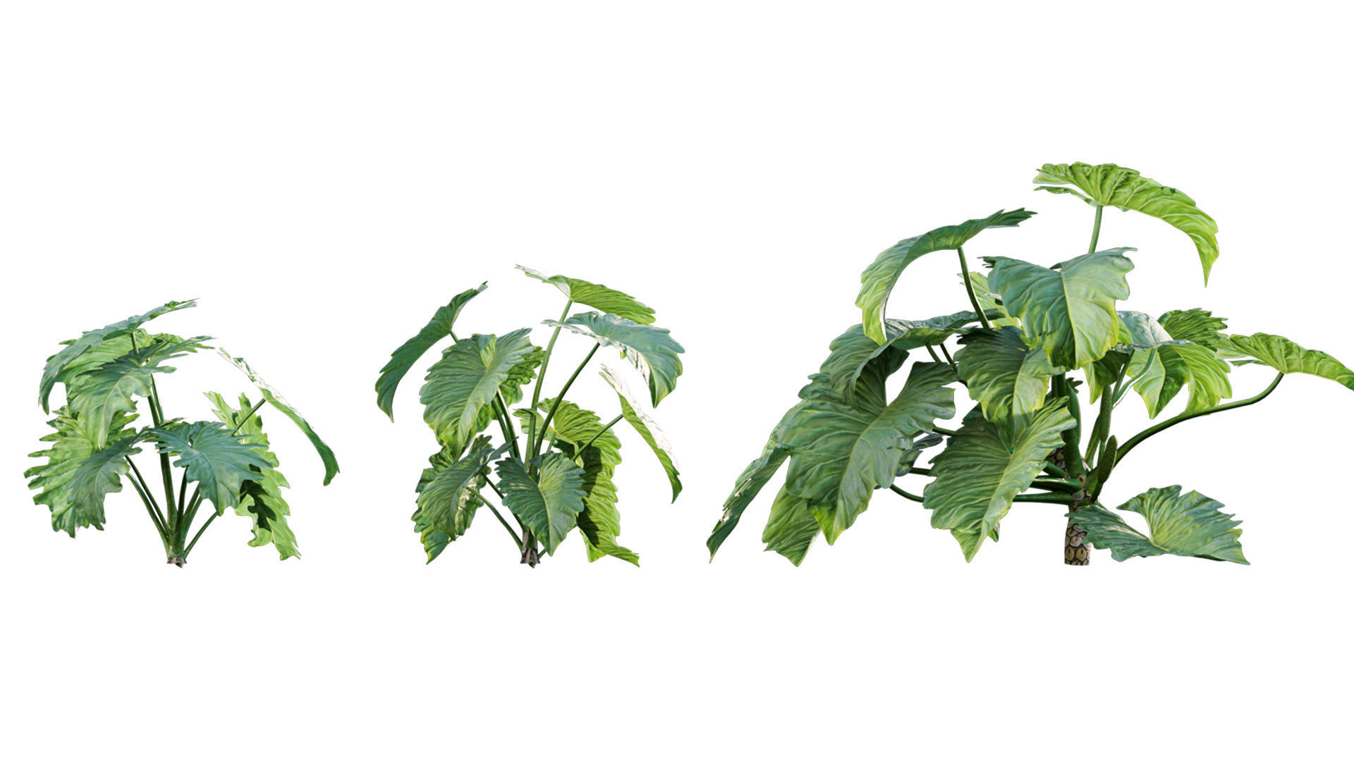 Philodendron undulatum - 01 3D model_1