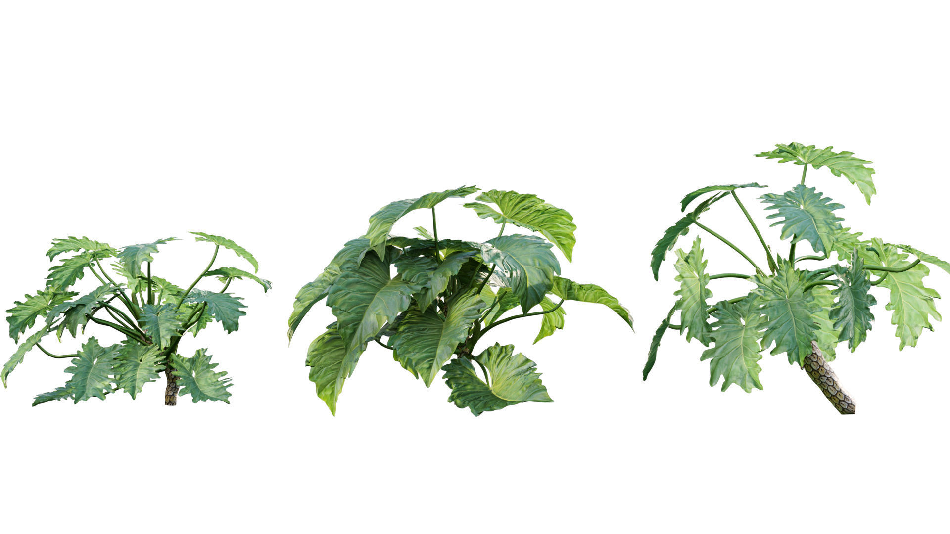 Philodendron undulatum - 01 3D model_2