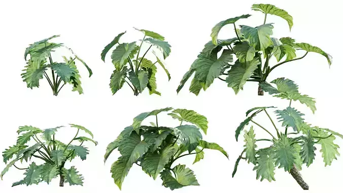 Philodendron undulatum - 01