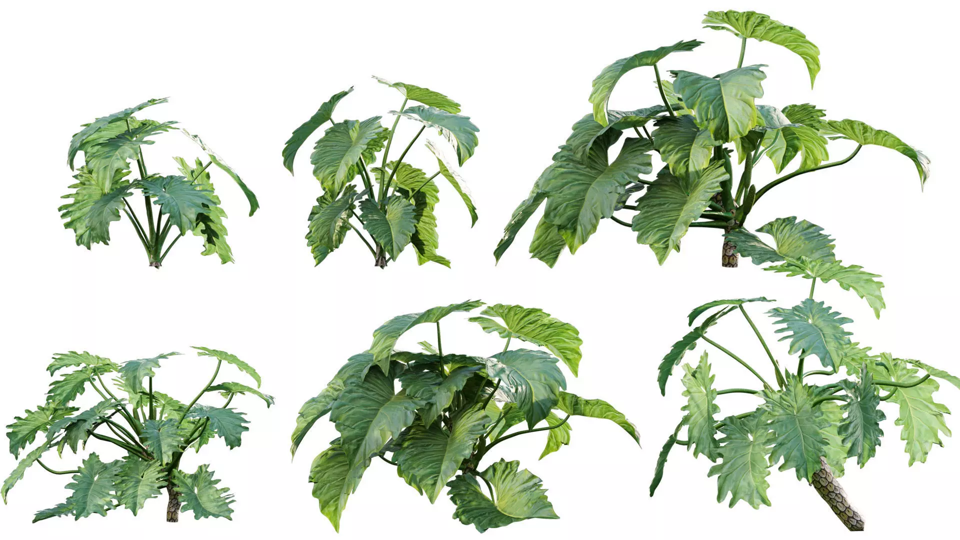 Philodendron undulatum - 01 3D model_0