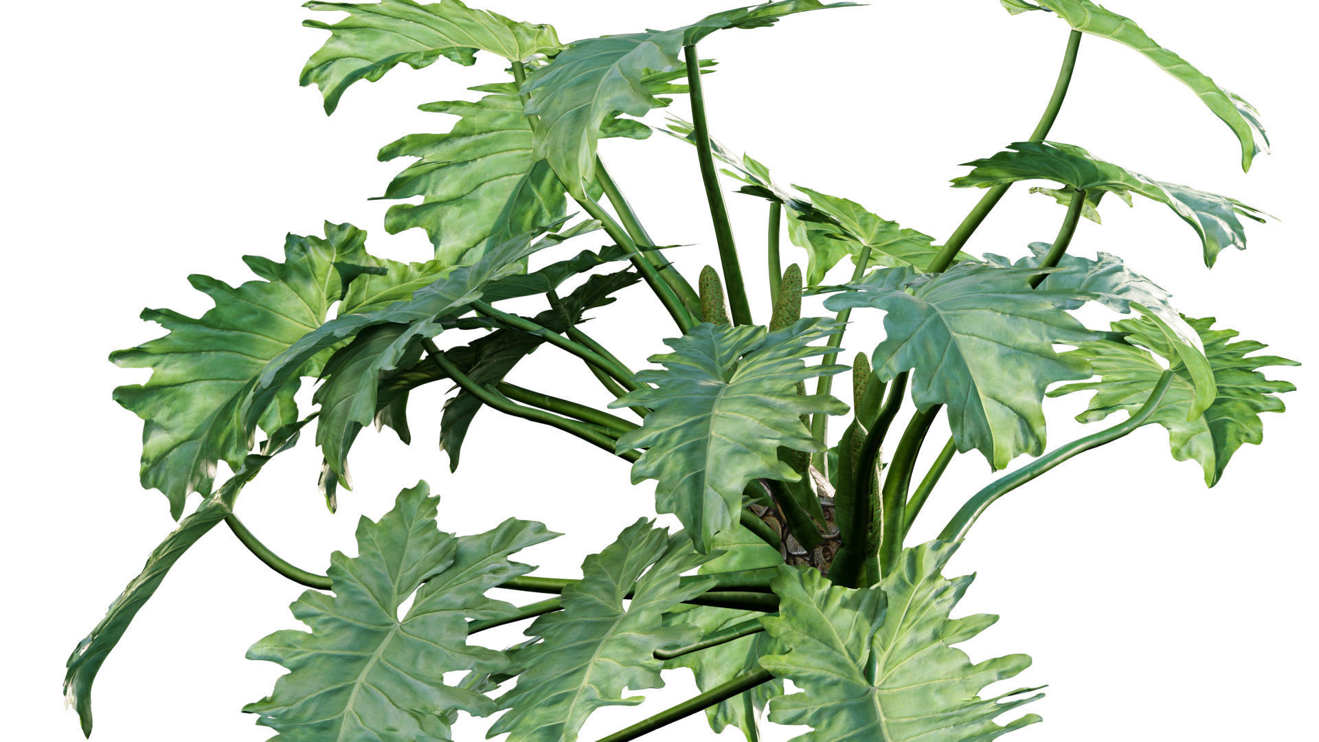 Philodendron undulatum - 01 3D model_4