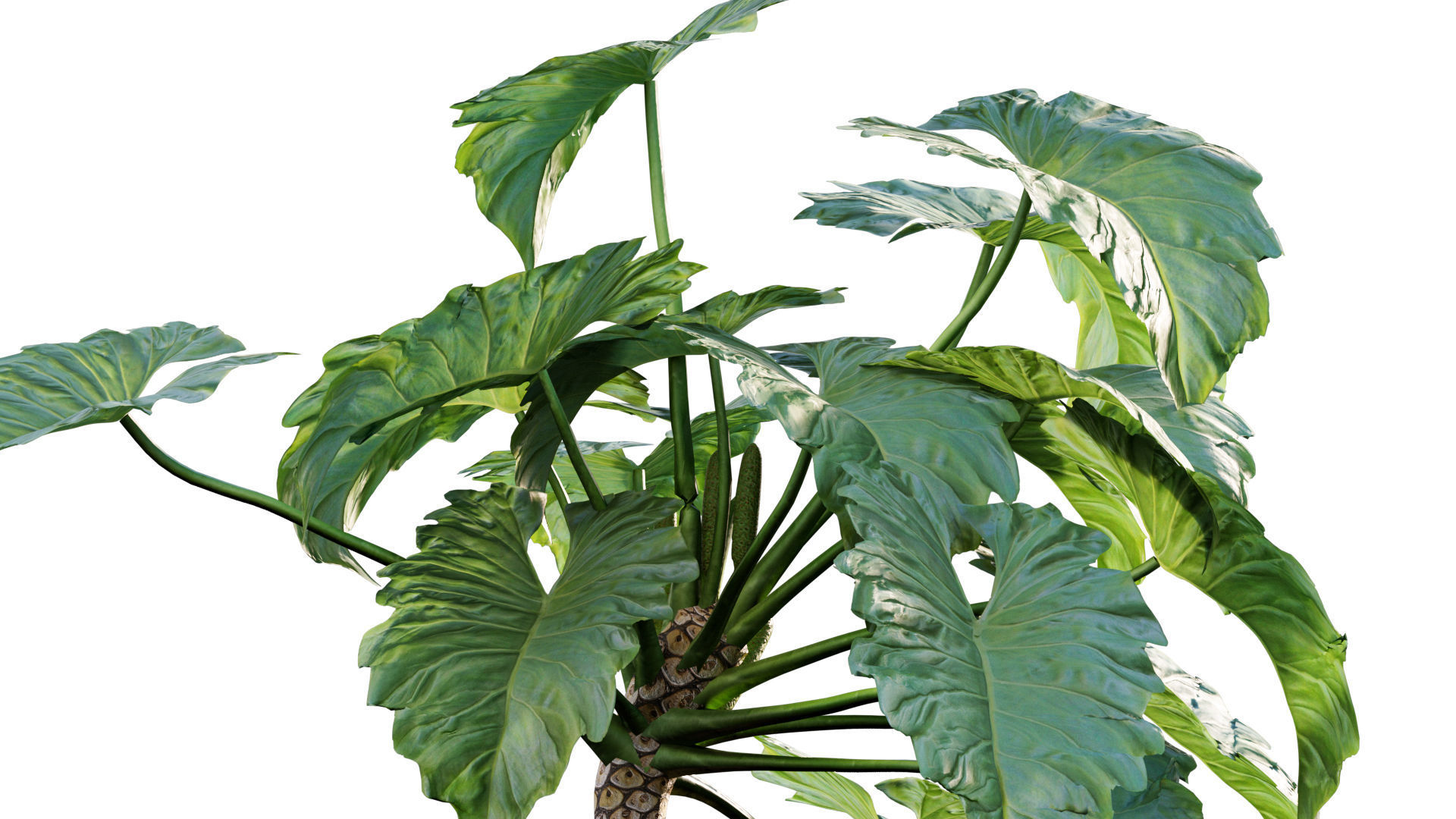 Philodendron undulatum - 01 3D model_3