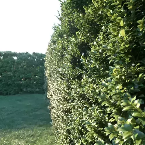 HEDGES Ficus annulata