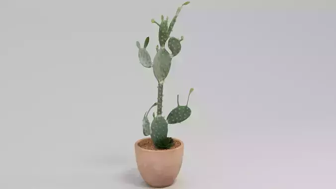 Arizona Potted Cactus Beige