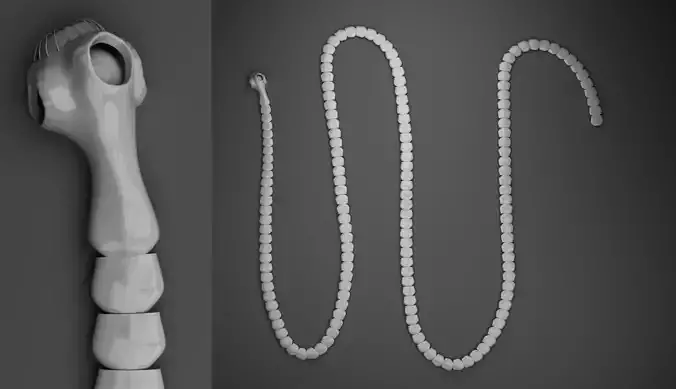 Tapeworm low polygon