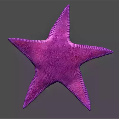 Starfish Low-poly 3D model