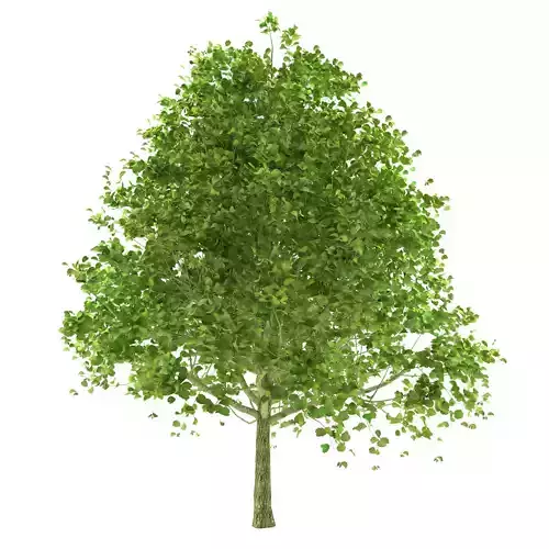 Alder Tree 3D model