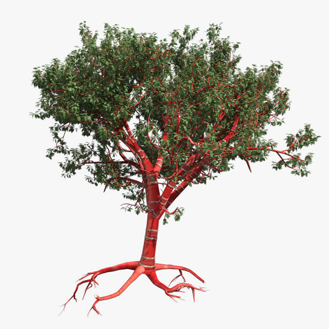 Tibetan Cherry tree Low-poly 3D model_1