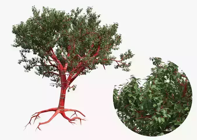 Tibetan Cherry tree Low-poly 3D model