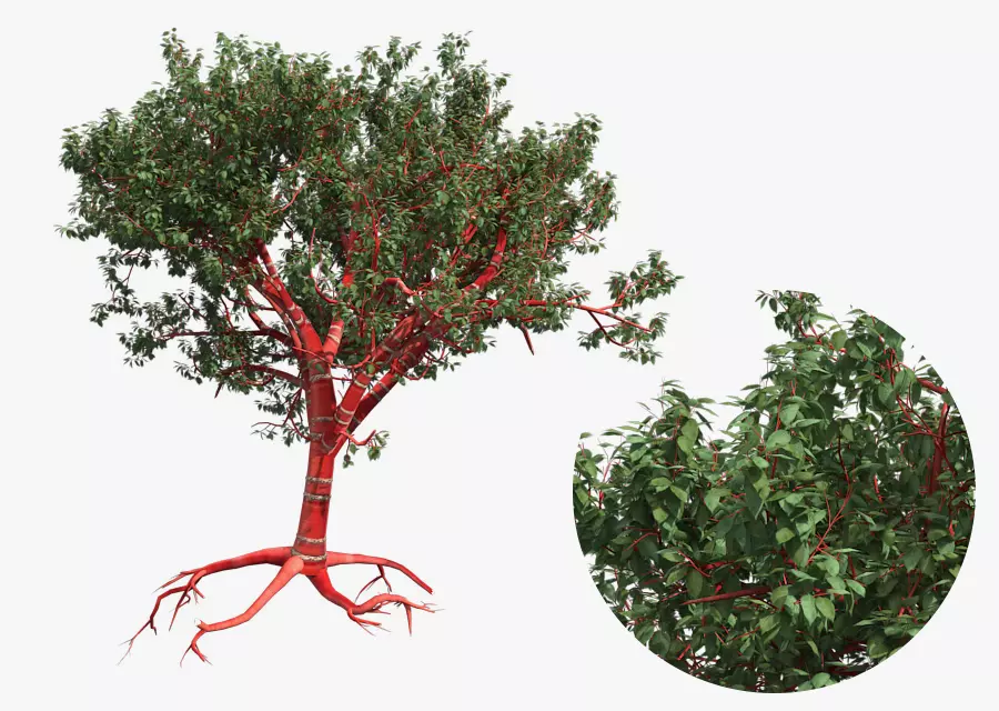 Tibetan Cherry tree Low-poly 3D model_0