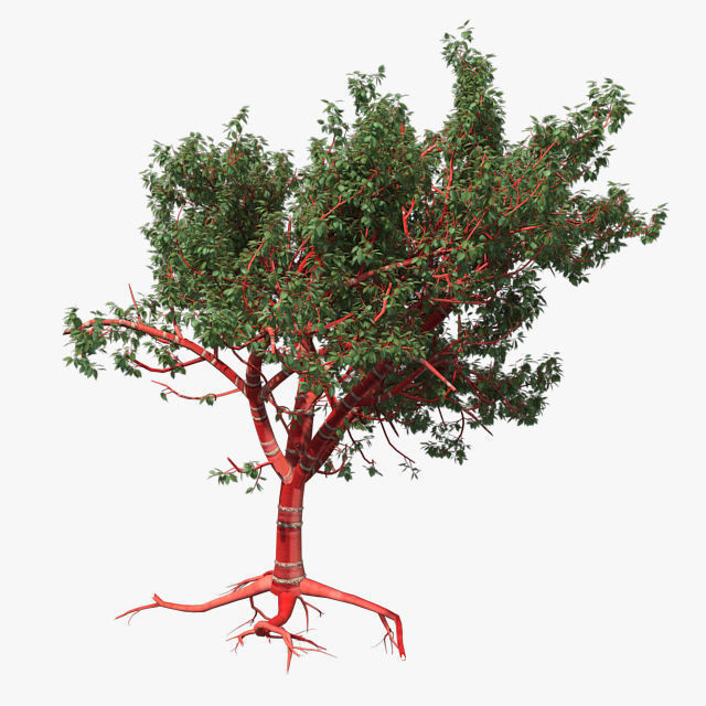Tibetan Cherry tree Low-poly 3D model_3