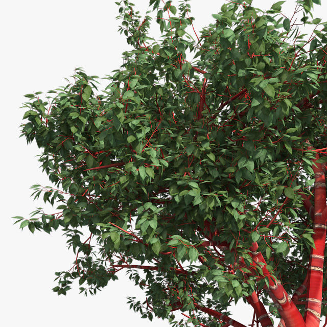 Tibetan Cherry tree Low-poly 3D model_2