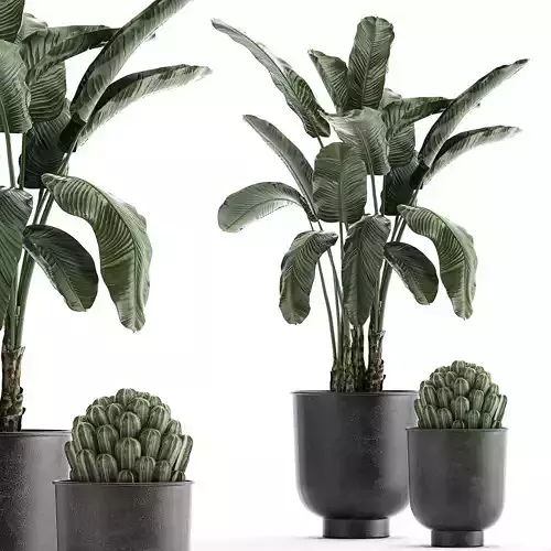 Collection of decorative plants in flowerpots 834